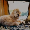 How to Get a Dog into a Roof Top Tent: Easy Tips and Tricks