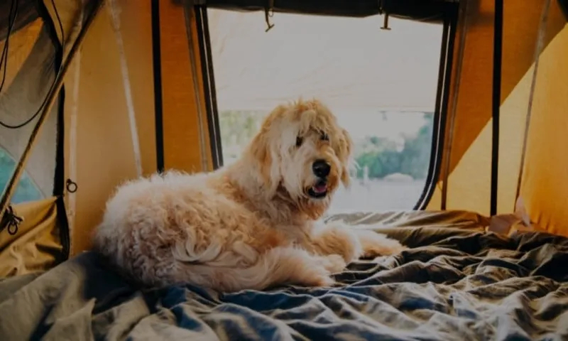 How to Get Your Dog Into a Roof Top Tent: Tips and Tricks