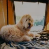 How to Get Your Dog Into a Roof Top Tent: Essential Tips and Tricks