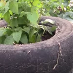 How to Grow Potatoes in a Tire: A Beginner’s Guide to Easy and Productive Potato Cultivation