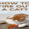 How to Tire My Cat Out: Fun and Engaging Activities for Your Feline Friend