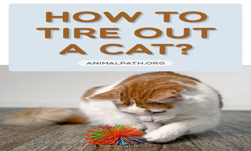 How to Tire My Cat Out: Fun and Engaging Activities for Your Feline Friend