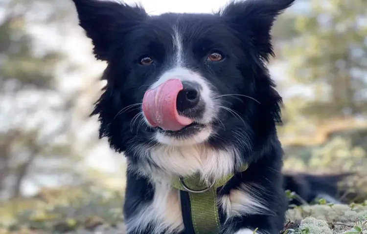 how to tire out a border collie