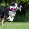 How to Tire Out a Border Collie: Top 10 Fun and Effective Activities