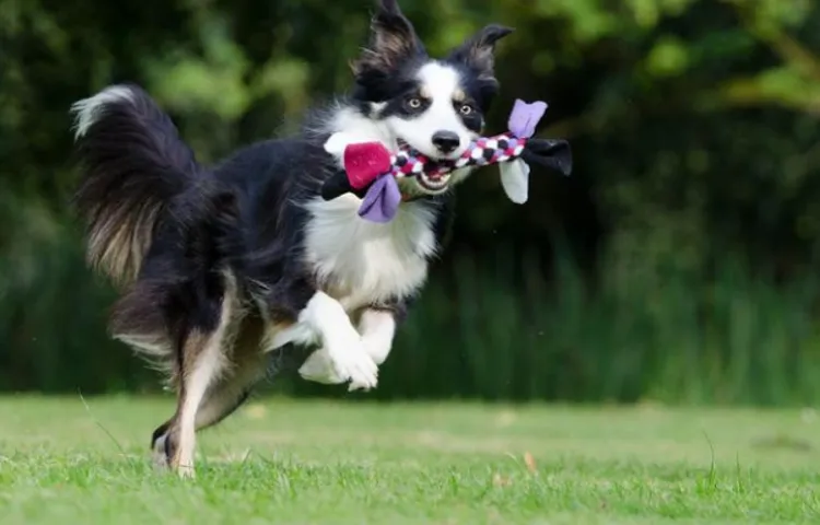 How to Tire Out a Border Collie: Top 10 Fun and Effective Activities