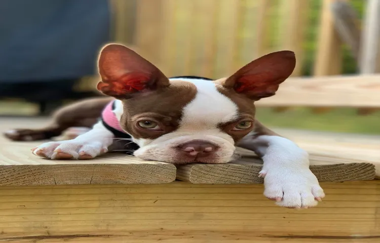 how to tire out a boston terrier