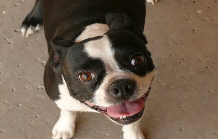 How to Tire Out a Boston Terrier: 10 Fun Exercises to Keep Your Furry Friend Active