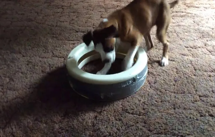 how to tire out a boxer dog