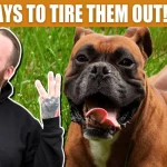 How to Tire Out a Boxer Dog: Top 10 Fun Activities to Keep Your Furry Friend Active