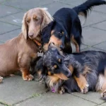 How to Tire Out a Dachshund: 7 Fun Tricks to Keep Your Pup Active