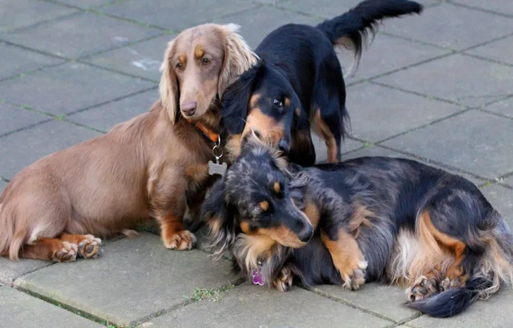 How to Tire Out a Dachshund: 7 Fun Tricks to Keep Your Pup Active