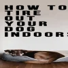 How to Tire Out a Dog on a Rainy Day: Top 10 Indoor Exercises