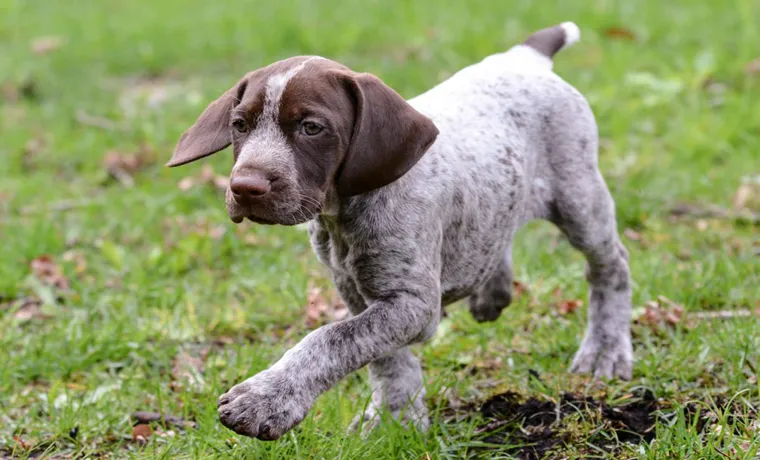 how to tire out a german shorthaired pointer