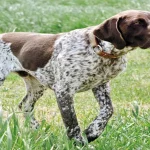 How to Tire Out a German Shorthaired Pointer: Tips and Tricks for Keeping Your Pup Active