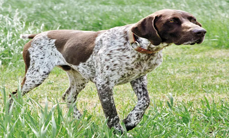 How to Tire Out a German Shorthaired Pointer: Tips and Tricks for Keeping Your Pup Active