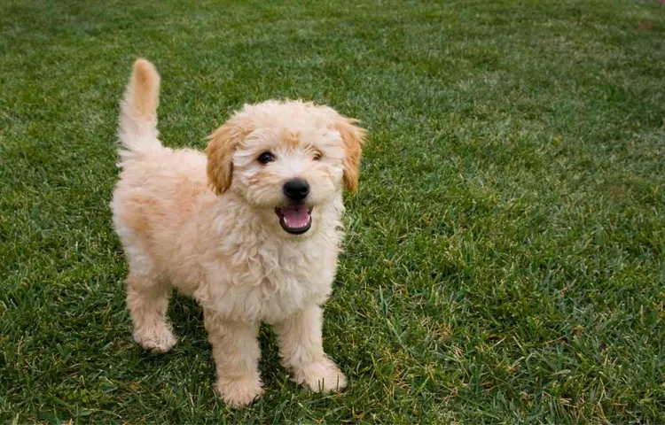 how to tire out a goldendoodle puppy