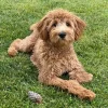 How to tire out a goldendoodle puppy: Top 10 Fun and Active Exercises