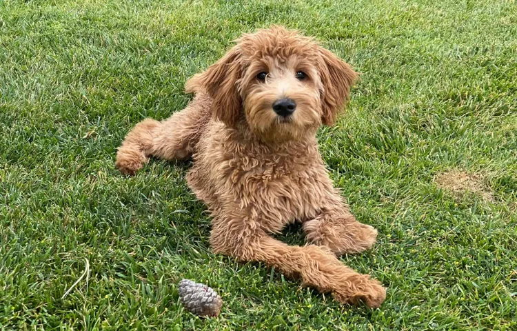 How to tire out a goldendoodle puppy: Top 10 Fun and Active Exercises