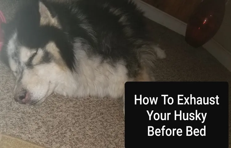 how to tire out a husky