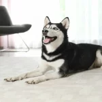 How to Tire Out a Husky: 9 Simple Exercises for Your Active Dog