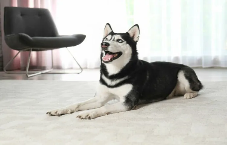 How to Tire Out a Husky: 9 Simple Exercises for Your Active Dog