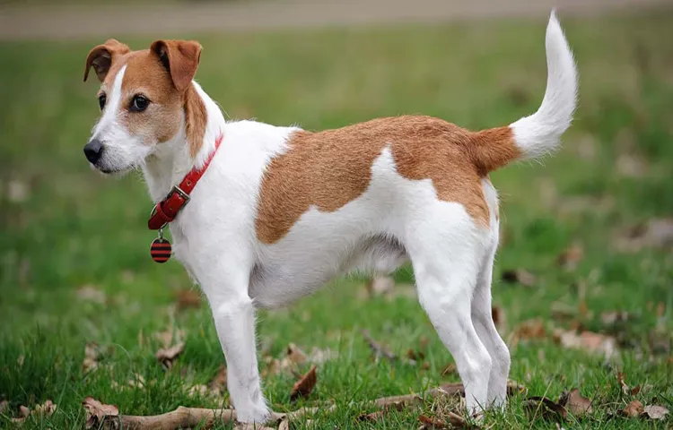 how to tire out a jack russell terrier