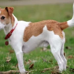 How to Tire Out a Jack Russell Terrier: 10 Fun and Effective Activities