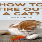 How to Tire Out a Kitten: 10 Fun and Effective Ways to Keep Your Feline Friend Busy