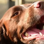 How to Tire Out a Springer Spaniel: 10 Fun and Effective Ways