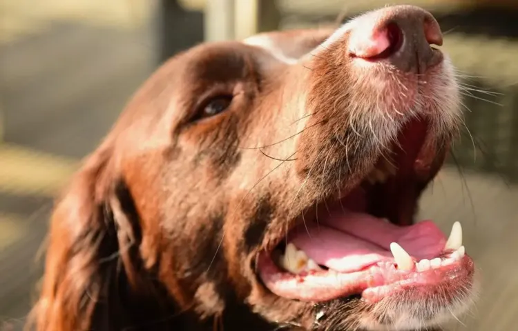 How to Tire Out a Springer Spaniel: 10 Fun and Effective Ways