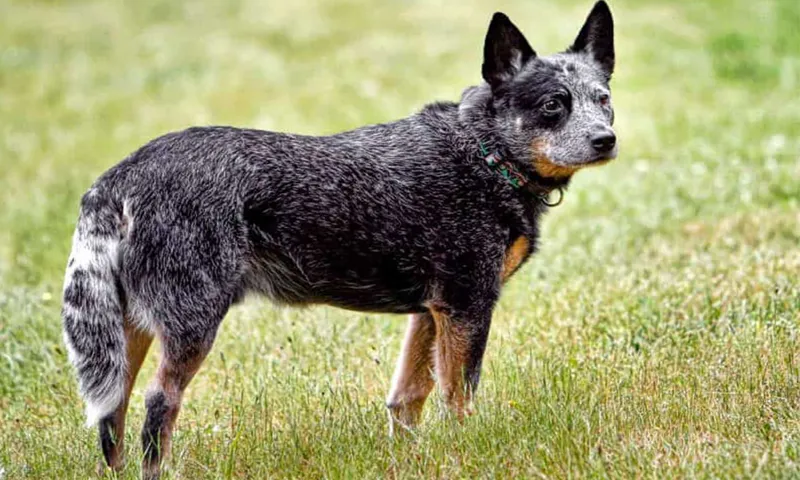 how to tire out an australian cattle dog