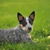 How to Tire Out an Australian Cattle Dog: Tips and Tricks