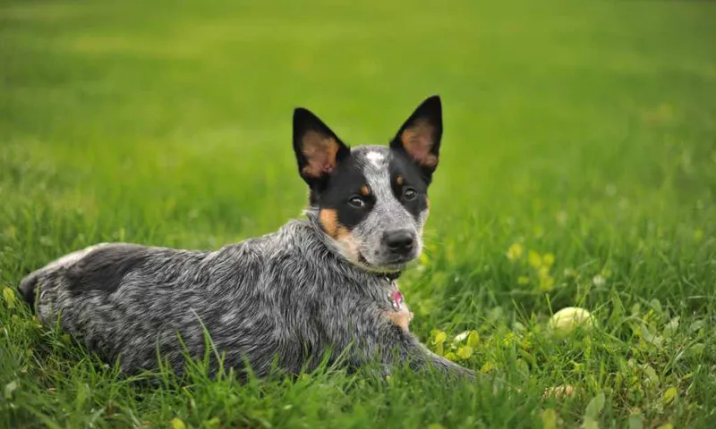 How to Tire Out an Australian Cattle Dog: Tips and Tricks