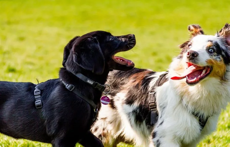 how to tire out an australian shepherd