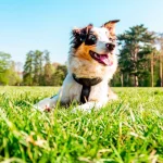 How to Tire Out an Australian Shepherd: 10 Fun and Effective Ways