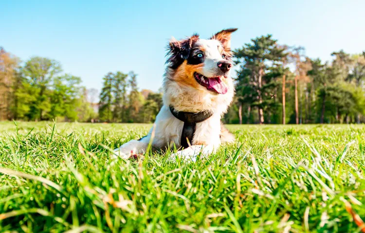 How to Tire Out an Australian Shepherd: 10 Fun and Effective Ways