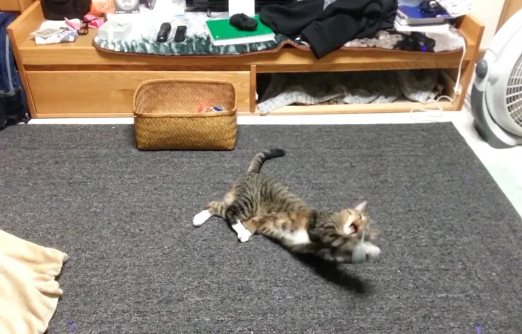 how to tire out kitten