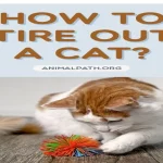 How to Tire Out Kitten: Top 10 Playful and Fun Activities