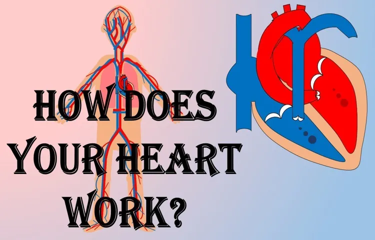 Why Does Your Heart Never Tire of Constantly Beating: The Science Behind Blood Circulation